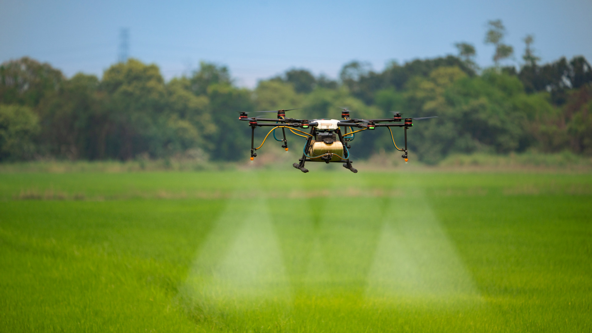 Agriculture drone fly to sprayed fertilizer on the rice fields